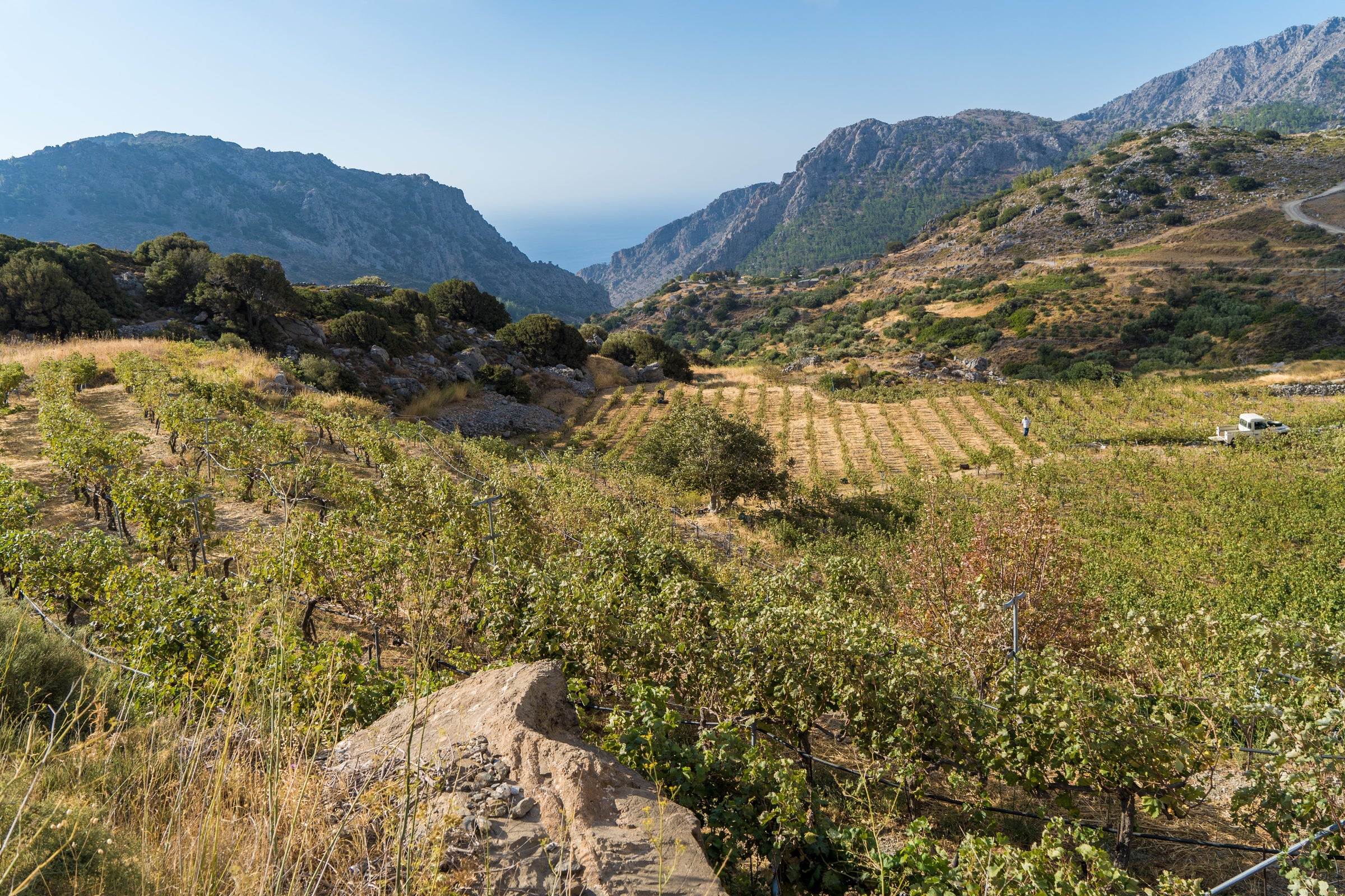 Griekse wijnen uit Kreta - Delikreta.nl