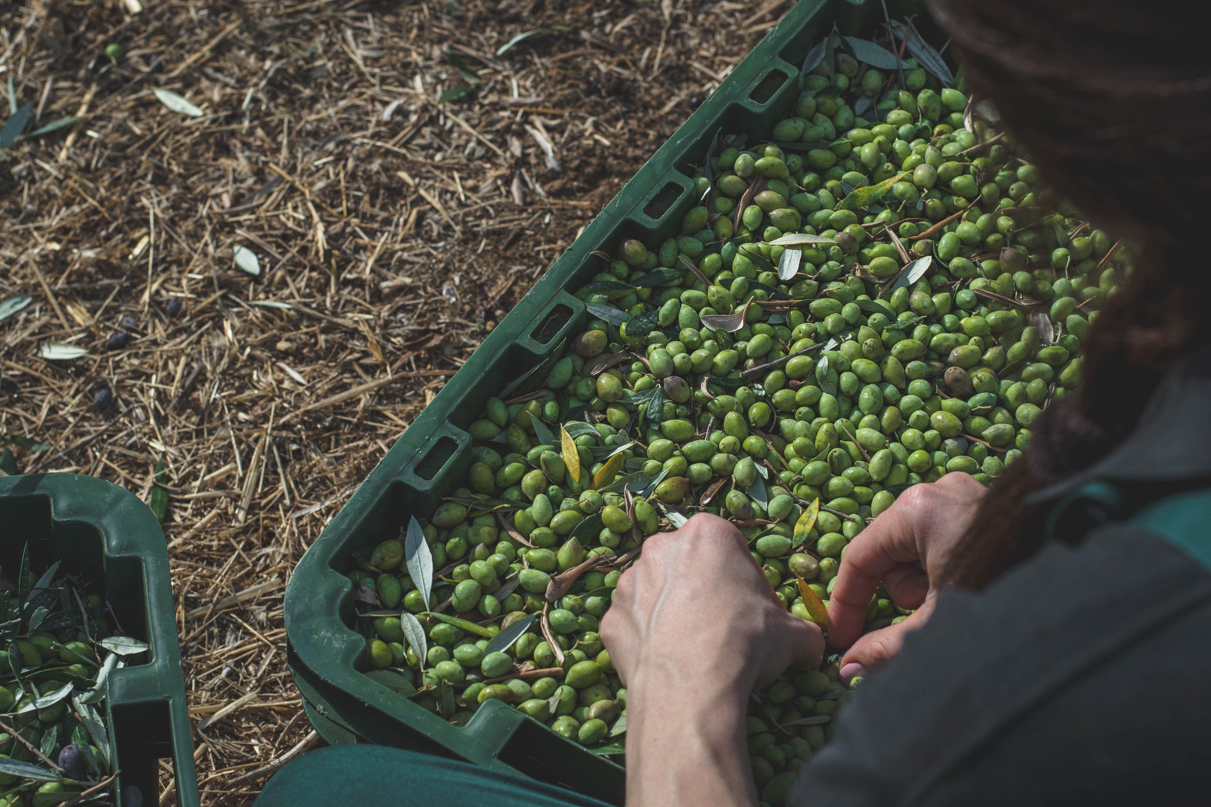 Kreta Olijfolie - Delikreta.nl